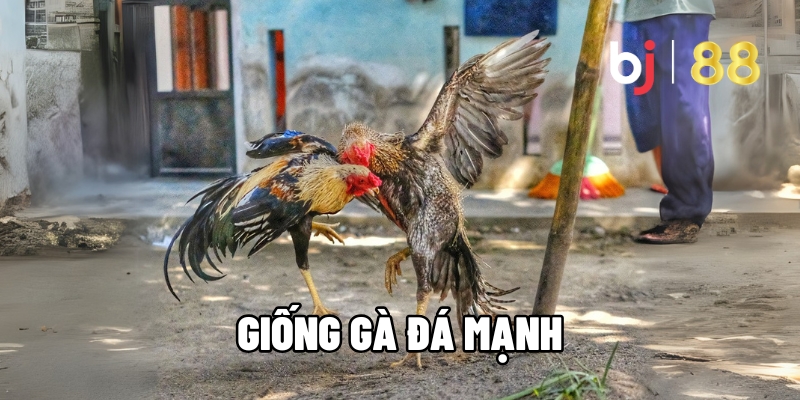 Giống Gà Đá Mạnh Bền Bỉ - Lực Đá Tốt Nhất Hiện Nay Tại BJ88 9 giống gà đá mạnh