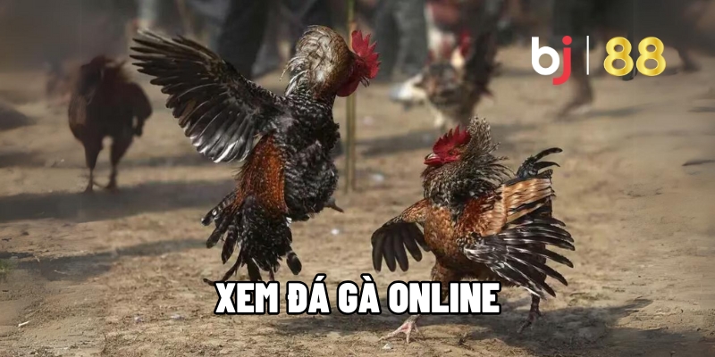 Hướng Dẫn Xem Đá Gà Online Tại Hệ Thống BJ88 Tiện Lợi 8 xem da ga online 1